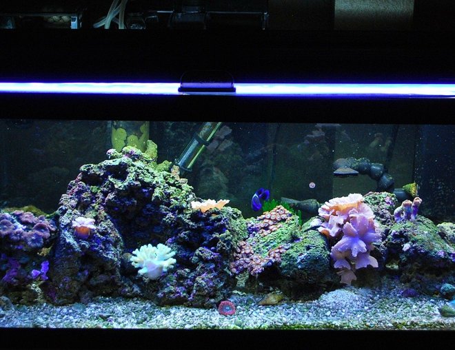 20 gallons reef tank (mostly live coral and fish) - 20 gallon long 7 months old