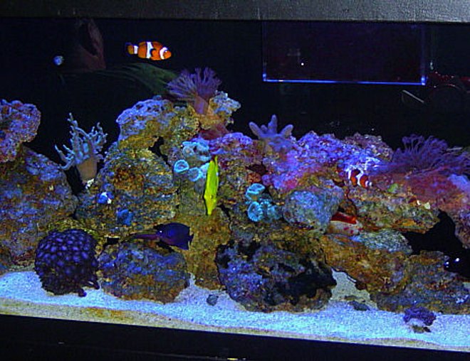 55 gallons reef tank (mostly live coral and fish) - FTS