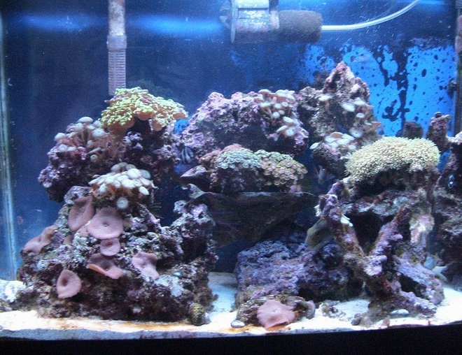55 gallons reef tank (mostly live coral and fish) - The Setup...A Little Bit Of Everything