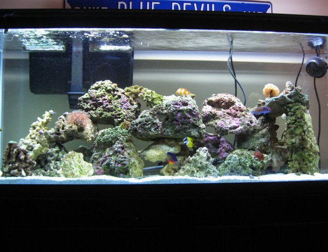 55 gallons reef tank (mostly live coral and fish) - My 55 Gallon Reef Tank