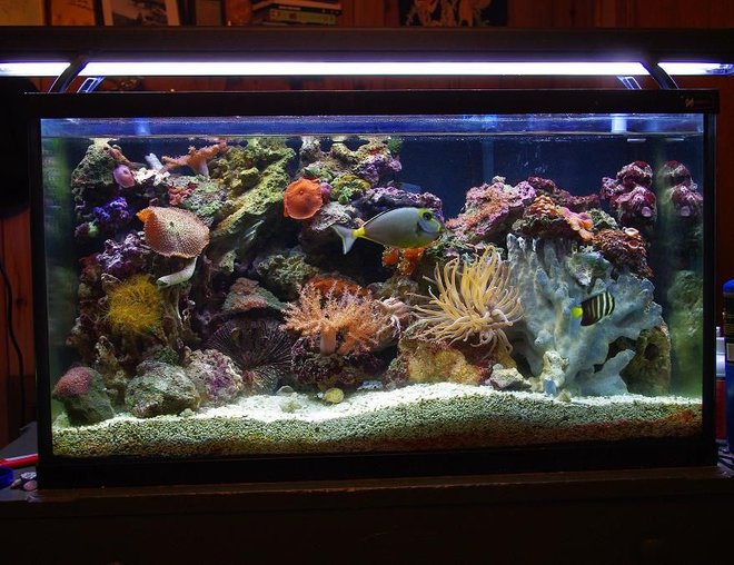 55 gallons reef tank (mostly live coral and fish) - 55 gallon 30 gallon sump sailfin and lipstick tang are just waiting for a new home