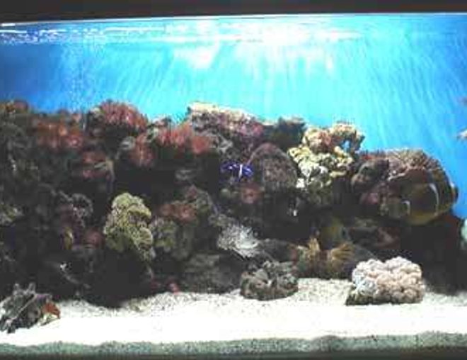 reef tank (mostly live coral and fish) - Marine 48x15x20 with a 14x14x12 sump. With a custom built pine stand. 
Yellow tang, scopas tang, clown tang, maroon clown, coral beauty, 3 cleaner shrimp, boxer shrimp, long nose hawkfish, lots of corals and enenomies. 
 A fluval 204 and an ehiem pro wet and dry. Amiracle skimmer ehiem 1060 return from sump and 2 powerheads for flow. sand bed. An arcadia 150w metal halide with 2 blue tubes. Also just fitted an 8w uv. The tank is doing well and i do a 6gal water change with ro water every week.