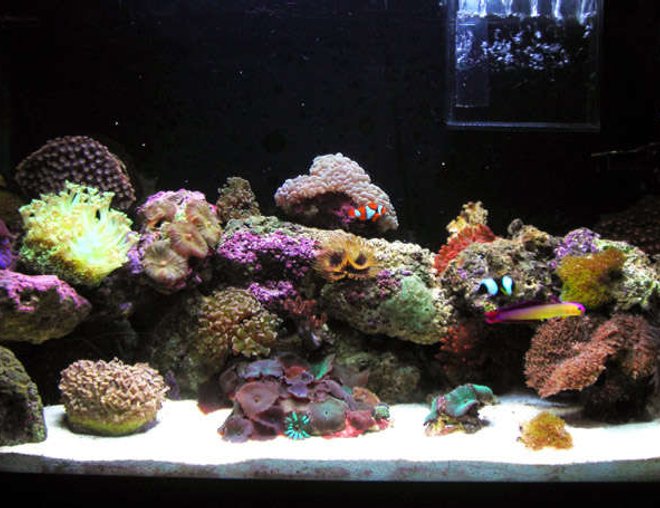 29 gallons reef tank (mostly live coral and fish)