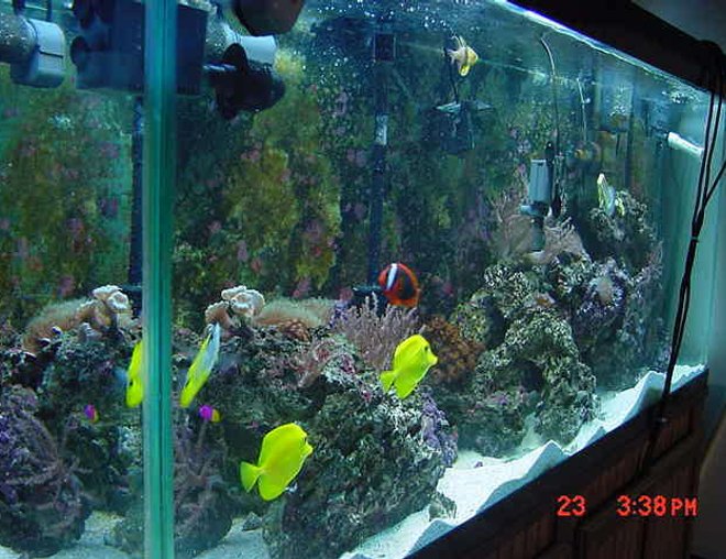 125 gallons reef tank (mostly live coral and fish) - STILL NOT A REAL GOOD PIC OF THE TANK CANT SEE ALL THE CORALS BUT THE ONLY WAY TO GET A UP COLSE PIC AND STILL SEE THE WHOLE TANK
125GAL. getting a 90 gal going as of 9/27/06