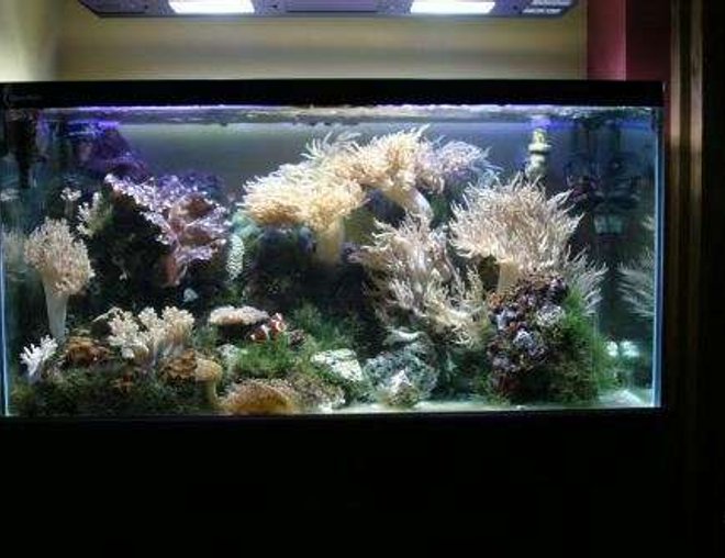 reef tank (mostly live coral and fish) - 48x24x24 custom built clearseal aquarium