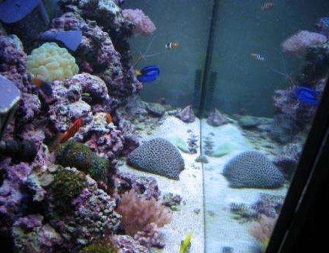 80 gallons reef tank (mostly live coral and fish) - My 80 gallon reef