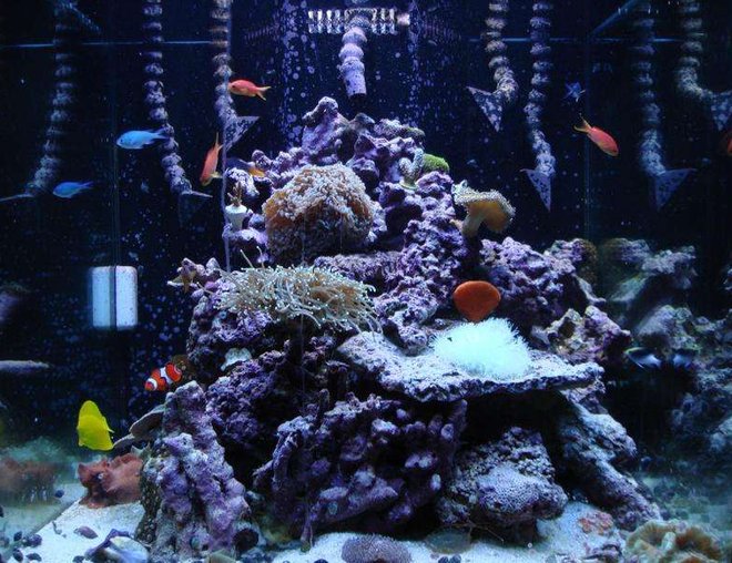 120 gallons reef tank (mostly live coral and fish) - front