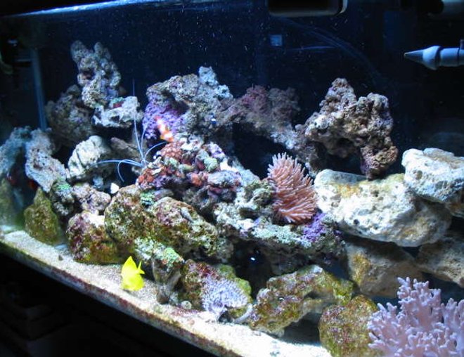 38 gallons reef tank (mostly live coral and fish) - Full tank veiw