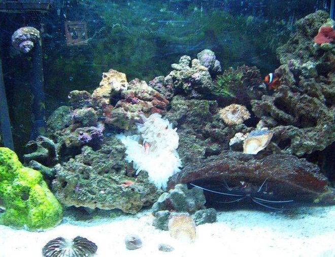30 gallons reef tank (mostly live coral and fish) - a nice,young,growing tank