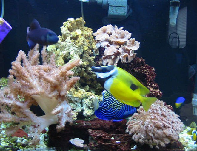 55 gallons reef tank (mostly live coral and fish) - 55 gal tank mang