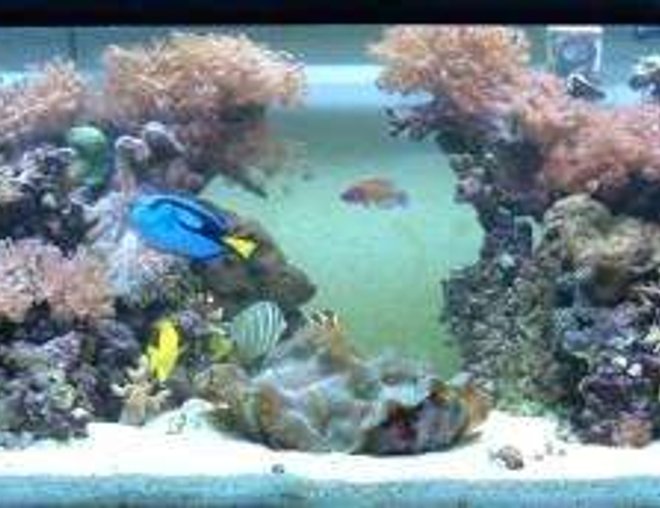 180 gallons reef tank (mostly live coral and fish) - midday
