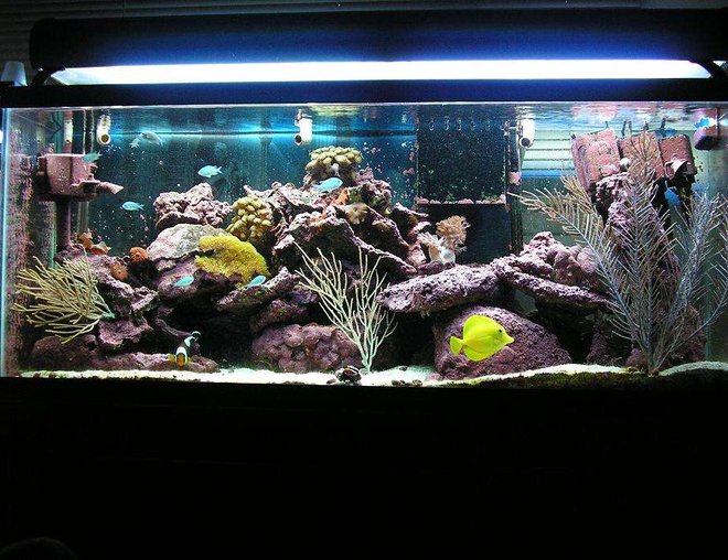55 gallons reef tank (mostly live coral and fish) - my tank