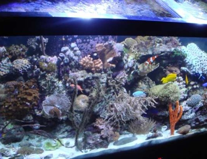90 gallons reef tank (mostly live coral and fish) - Pic of my 90 gallon reef.