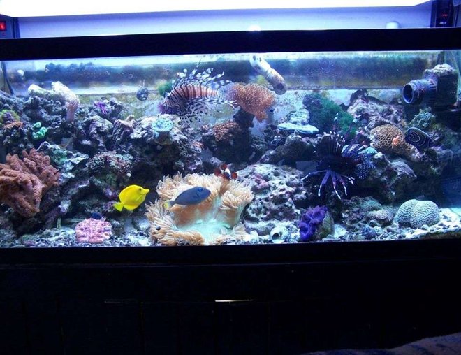 75 gallons reef tank (mostly live coral and fish) - predatory reef