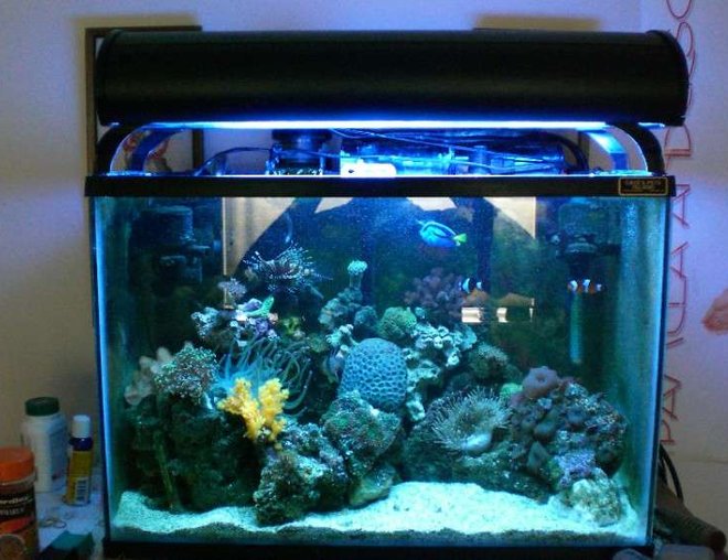 20 gallons reef tank (mostly live coral and fish) - 20g tank, with over 15 different corals.