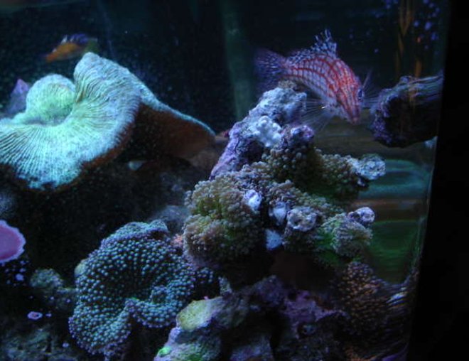 reef tank (mostly live coral and fish) - long nosed hawk, ricordeas, open brain and tobacco bass in background