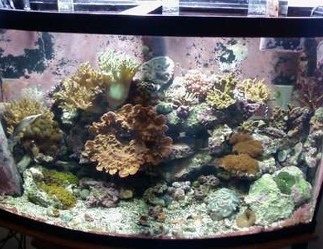 46 gallons reef tank (mostly live coral and fish) - 46 gal bowfront mixed reef, 3yrs old, some of the corals in this tank are almost 10yrs old  in my care.