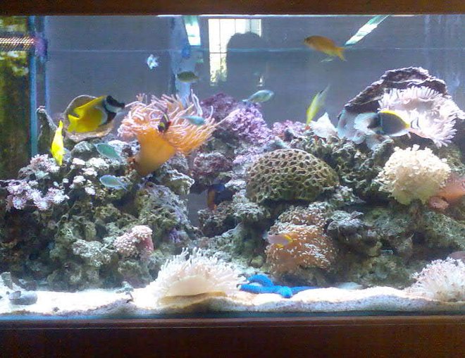 75 gallons reef tank (mostly live coral and fish) - this is my tank