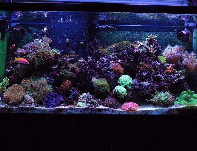 90 gallons reef tank (mostly live coral and fish) - My 90 gallon Mixed Reef