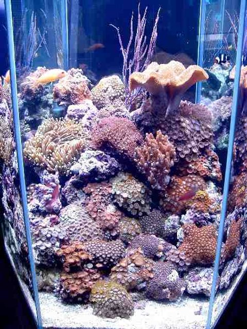 Rated #181: Reef Tank - First Tank 55g f/o well set out that way but starting to dabble. Cleaner crew was next step then......
New pics of tank now updated. Check out my web site!!!