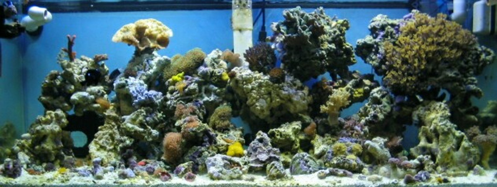 Rated #643: Reef Tank - 36 gallon corner bowfront:canister filter;powersweep powerhead;87 watt power compacts;2-20 watt flourescents;and no skimmer........about 75 lbs. of live rock...corals include 7 different colors of mushrooms including two different colors of elephant ears,5 colors of ricordia,27 different colored colonies of zoo's,1 sarcophyton,2 hammerheads,1 fogspawn,1 blostemus merlotti,yellow polyps,star polyps, 10 inch slipper, derasa clam,assorted snails and crabs,black clown,2 damsels, it's about 5 months old