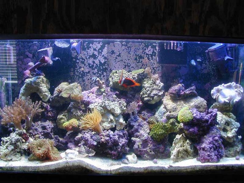Rated #619: Reef Tank - My 40 gal. tank and inhabitants.
175W MH + 4 X 55W PCs. 
Some SPS, softies and zoos.