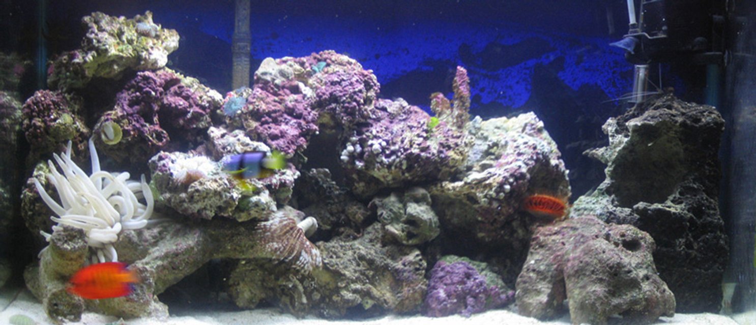 Rated #1038: Reef Tank
