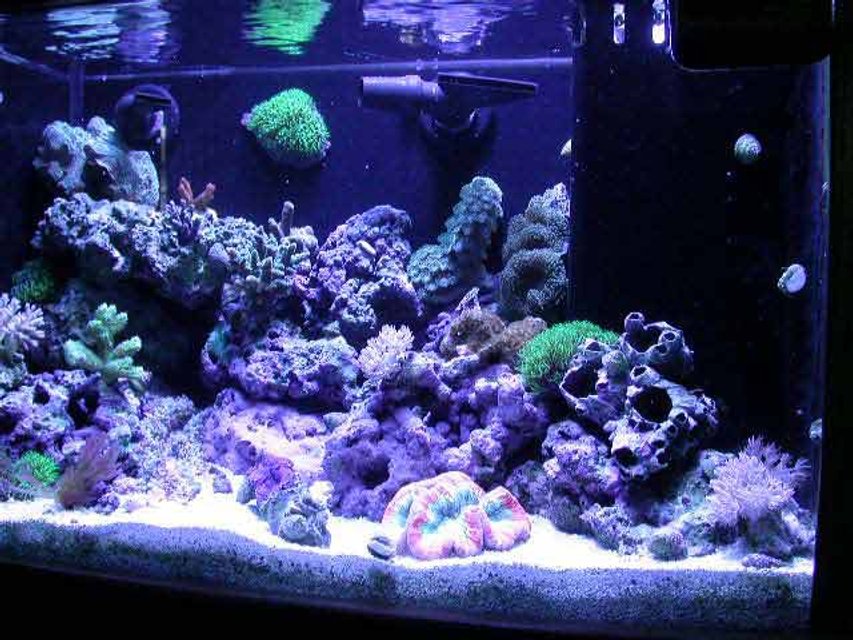 Rated #792: Reef Tank