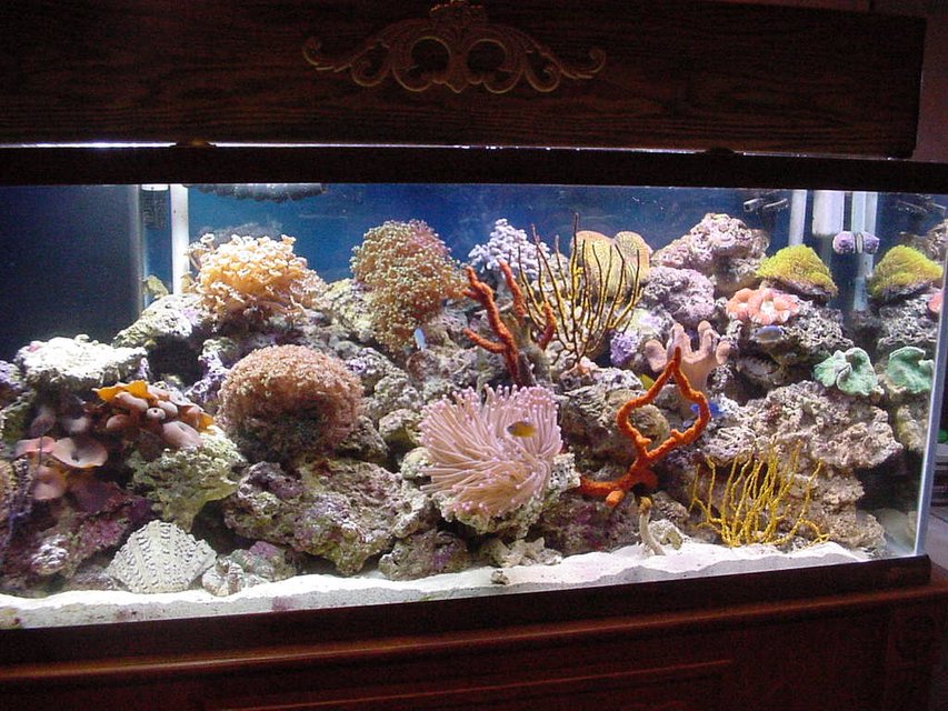 Rated #379: 75 Gallons Reef Tank