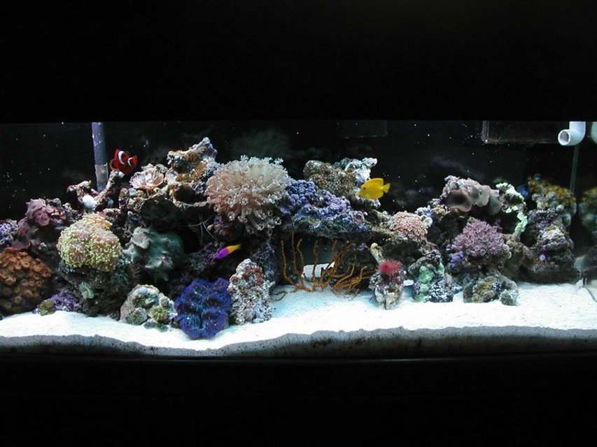 Rated #662: Reef Tank - just getting started