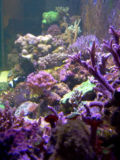 Rated #454: Reef Tank - 125 reef