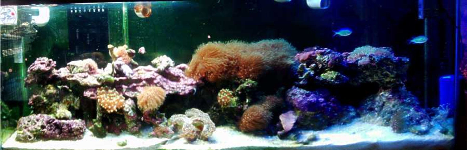 Rated #966: 55 Gallons Reef Tank - 55 Gallon Reef

The right side is bluer because I spilled water on one of the ballast. Sorry to say it no longer works. Don't worry I will be upgrading to VHO's or MH, so I moved everything that requires high light output to the other side of the tank.