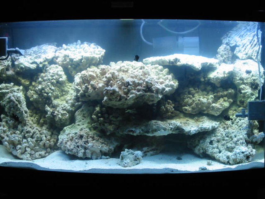 Rated #1285: 46 Gallons Reef Tank - cycling