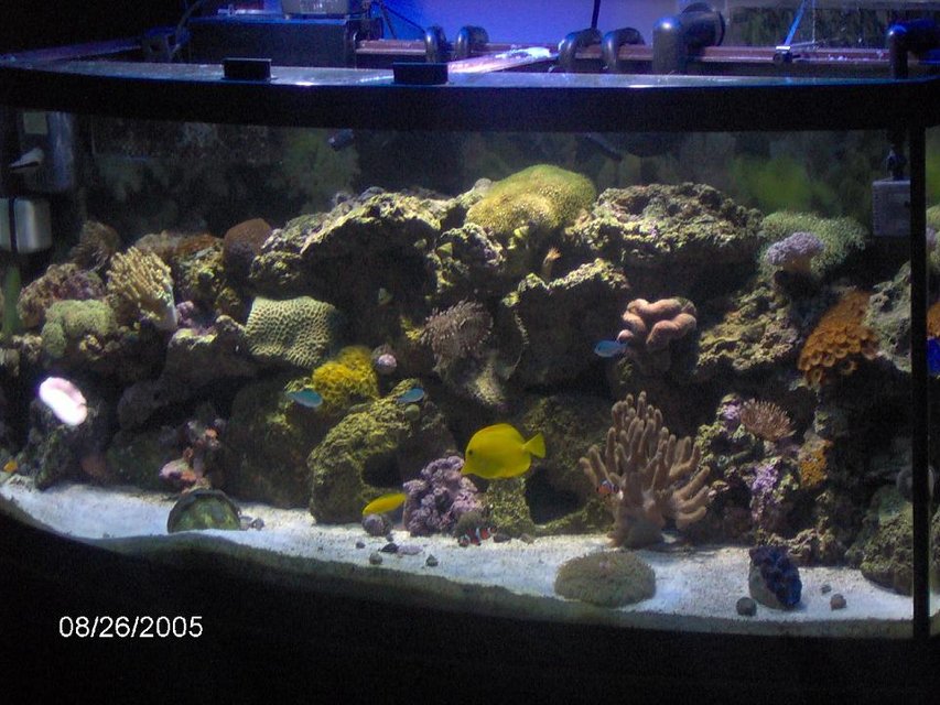 Rated #782: 72 Gallons Reef Tank - 72 gal