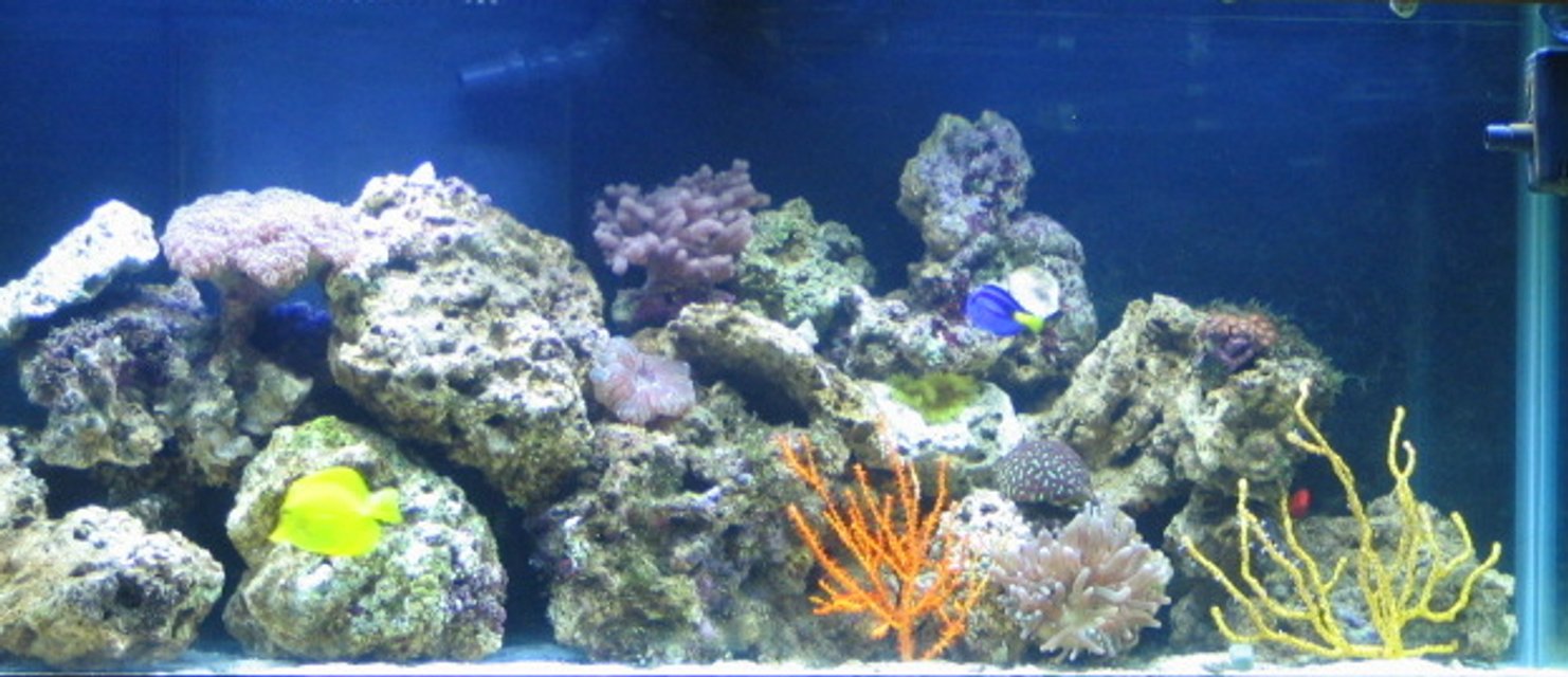Rated #1152: 75 Gallons Reef Tank - j & k's reef
