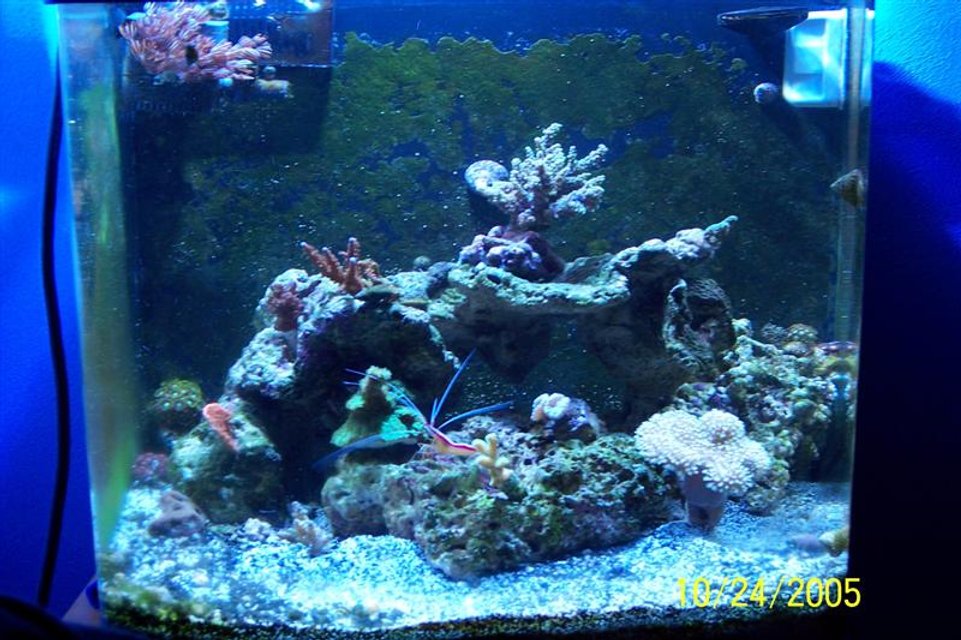 Rated #1236: 24 Gallons Reef Tank - my reef