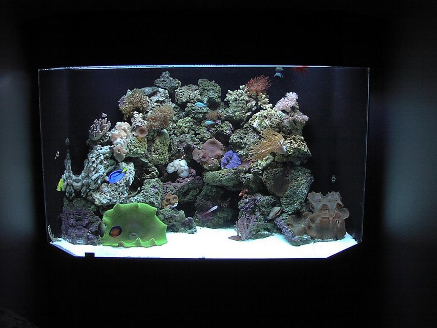 Rated #664: 125 Gallons Reef Tank - 125 gal corner pentagon reef tank