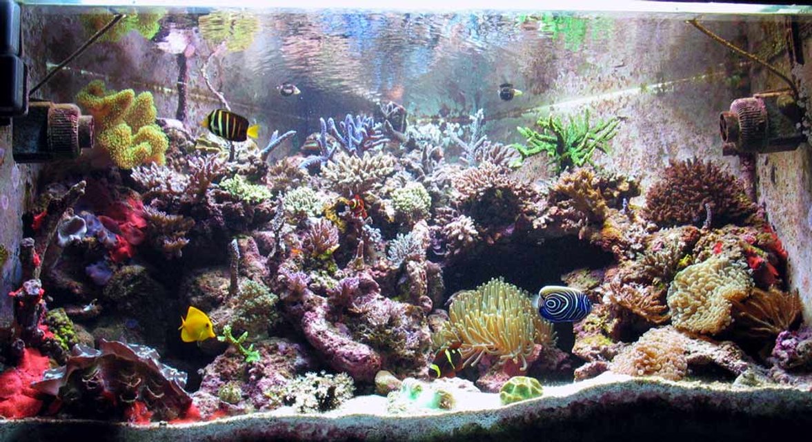 Rated #346: Reef Tank - Acropora Reef