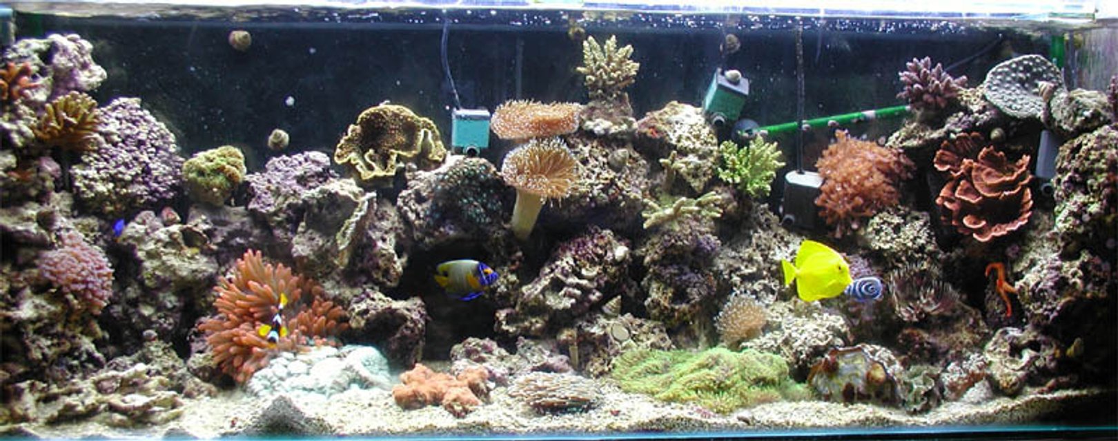Rated #388: Reef Tank