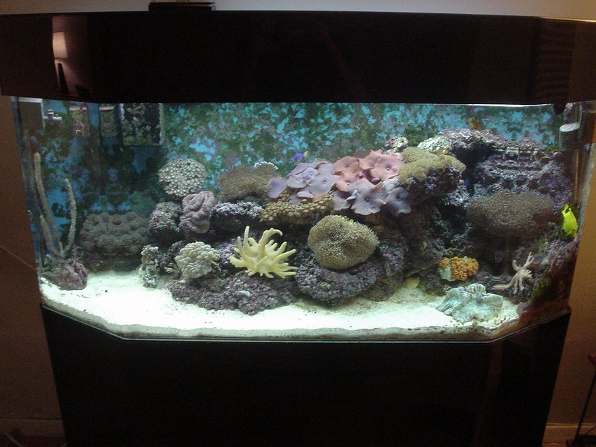 Rated #981: 65 Gallons Reef Tank - 2-year old. 65 gallon reef tank. Soft corals - mushroom corals, leathers, and polyps123.
