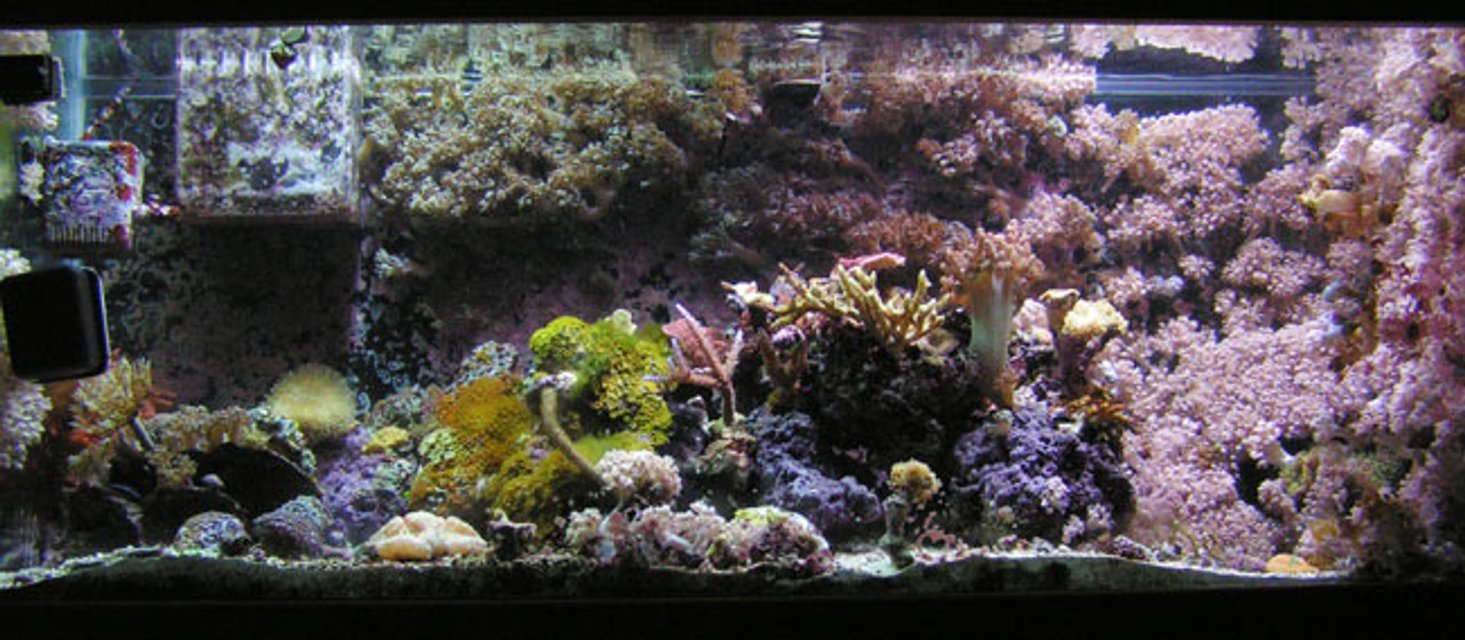 Rated #712: Reef Tank - Full Tank pic (small about a year ago).