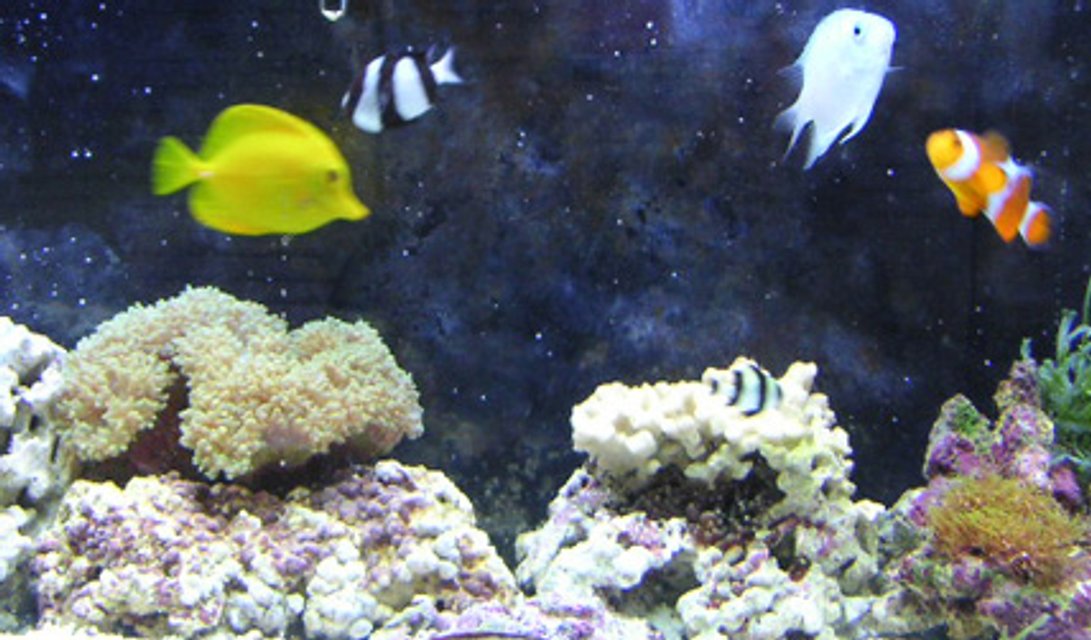 Rated #1219: 55 Gallons Reef Tank - 55 Gallon Saltwater Tank