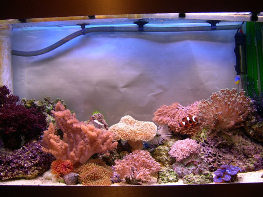 Rated #1049: 30 Gallons Reef Tank - 4 months old and my bank manager is not happy!