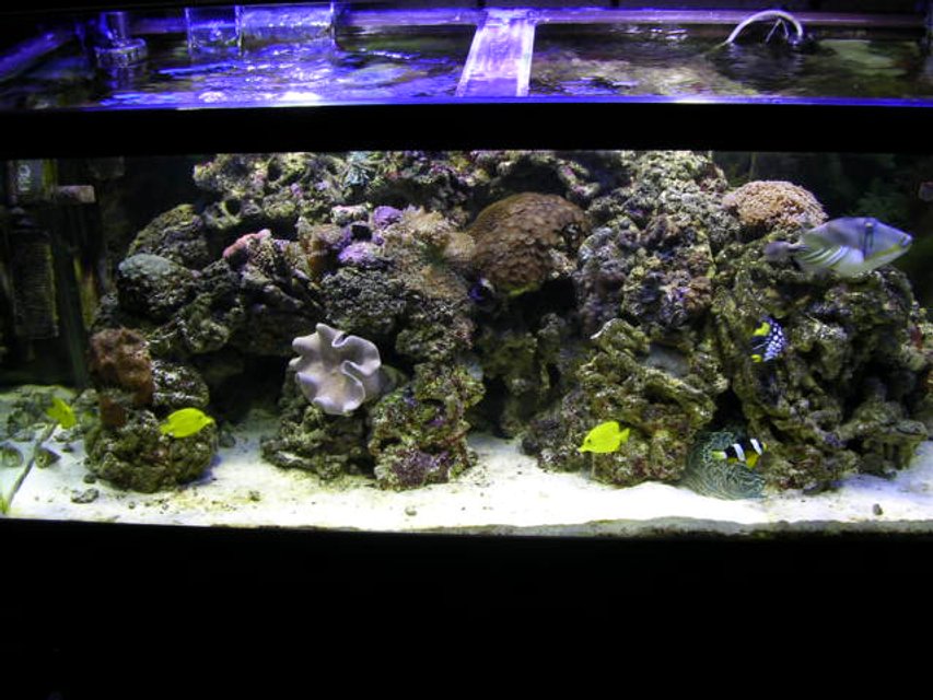 Rated #829: 75 Gallons Reef Tank - 75 gal
fish clown trigger picasso trigger undilated trigger clown 3 yellow tangs lawnmower blenie 1 large hermet crab

corals 20 red mushrooms 4 large green mushrooms 2 toadstool leather zoo coral moon coral hammer coral brain coral 

next upgrade overflow and sump