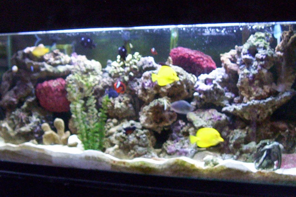 Rated #1101: 55 Gallons Reef Tank - It all started with a classified add on craigslist
