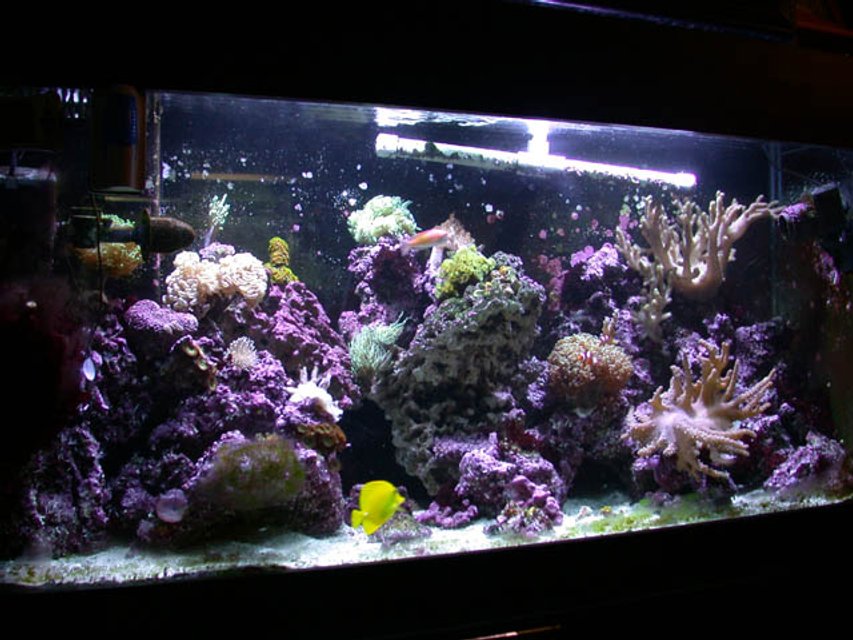 Rated #507: 100 Gallons Reef Tank - My tank, I suck at taking pictures.
