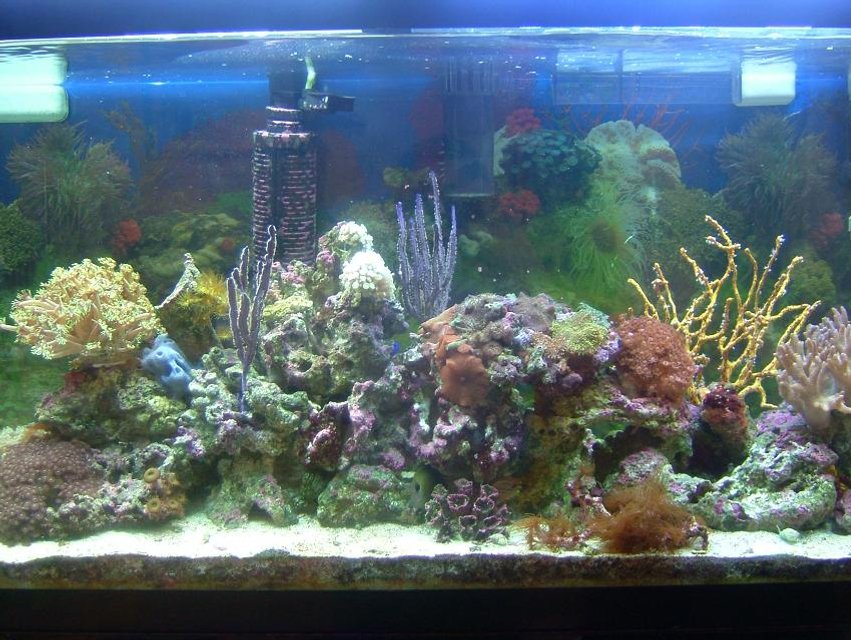 Rated #1005: 55 Gallons Reef Tank - 55 gallon reef