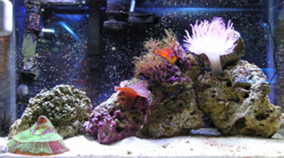 Rated #1133: 10 Gallons Reef Tank - Nov 24, 2005
9 months maturity