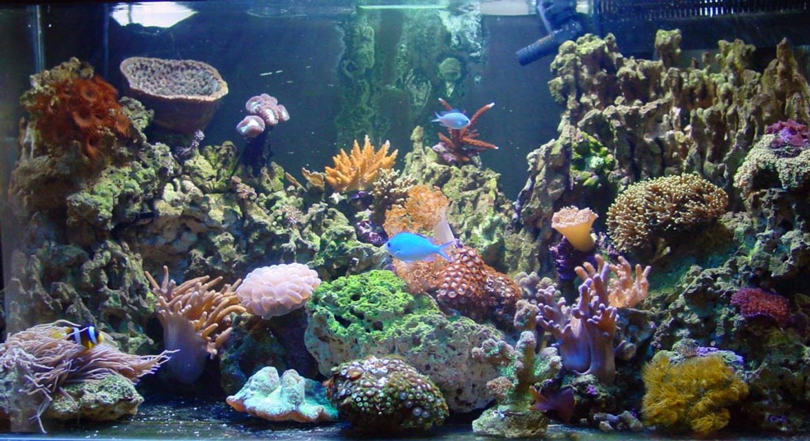 Rated #234: 70 Gallons Reef Tank - tank