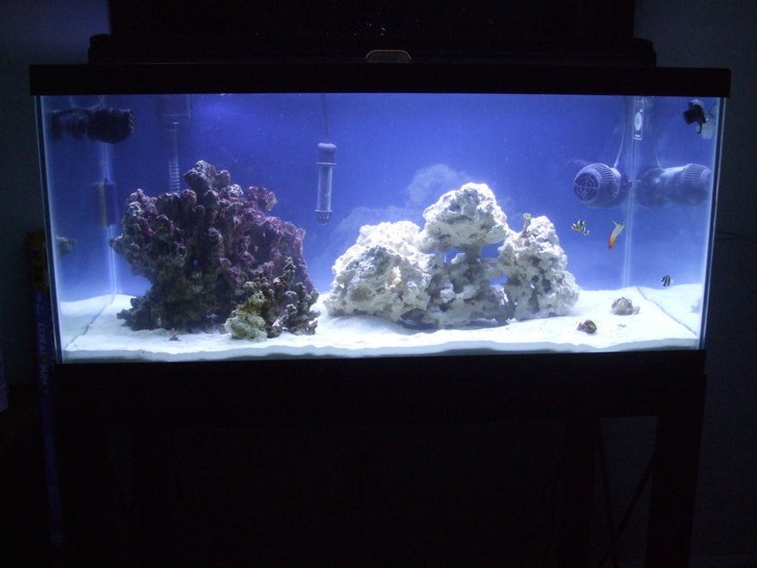 Rated #1261: 40 Gallons Reef Tank - This is my new 40 breeder.